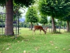 Dunham Massey, Altrincham [27/07/2024]