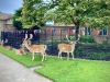 Dunham Massey, Altrincham [27/07/2024]