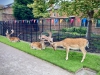 Dunham Massey, Altrincham [27/07/2024]