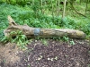 Crich Tramway Village, Matlock [12/06/2024]