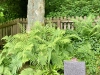 Ilam Park National Trust, Ashbourne [07/06/2024]