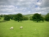 Ilam Park National Trust, Ashbourne [07/06/2024]