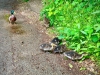 Matlock Bath, Derbyshire [10/06/2024]