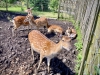 Peak Wildlife Park, Staffordshire [08/06/2024]