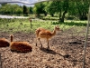 Peak Wildlife Park, Staffordshire [08/06/2024]