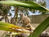 Filey Bird Garden & Animal Park [15/05/2024]