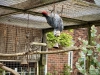 Filey Bird Garden & Animal Park [15/05/2024]