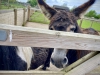 Filey Bird Garden & Animal Park [15/05/2024]