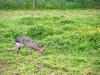 Filey Bird Garden & Animal Park [15/05/2024]