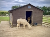 Filey Bird Garden & Animal Park [15/05/2024]