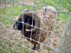 Filey Bird Garden & Animal Park [15/05/2024]