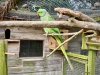 Filey Bird Garden & Animal Park [15/05/2024]