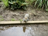 Peasholm Park & Miniature Train [14/05/2024]