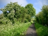 Walking The Cinder Track, Cloughton [12/05/2024]