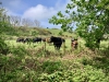 Walking The Cinder Track, Cloughton [12/05/2024]