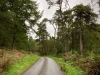 Clocaenog Forest, Wales [05/10/2023]